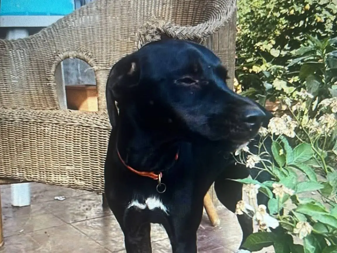 Adozione cane, femmina, Pointer Labrador Retriever, 9 mesi, taglia media, Vibo