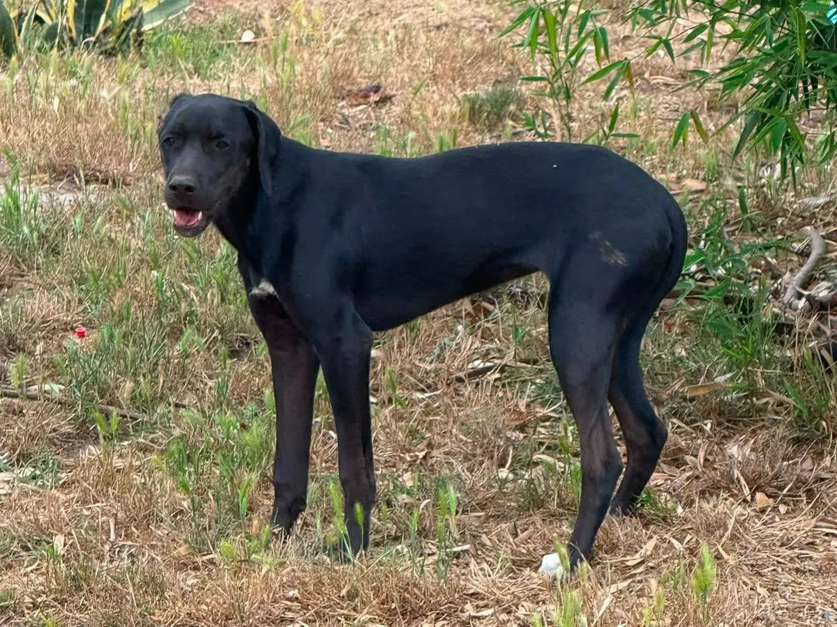 Vuoi adottare un cane a Vibo?