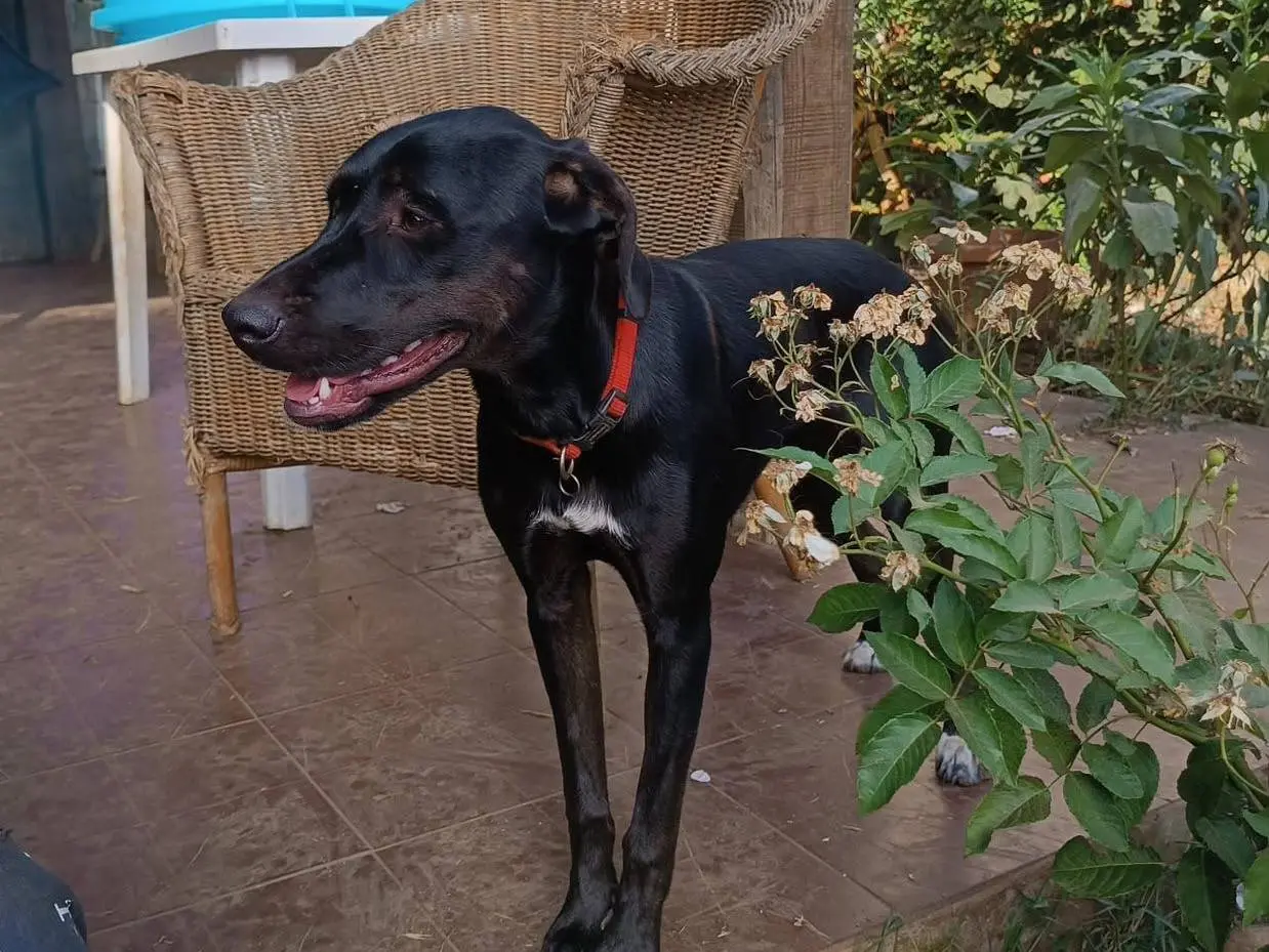 Adotta un cane, taglia media, femmina, Vibo