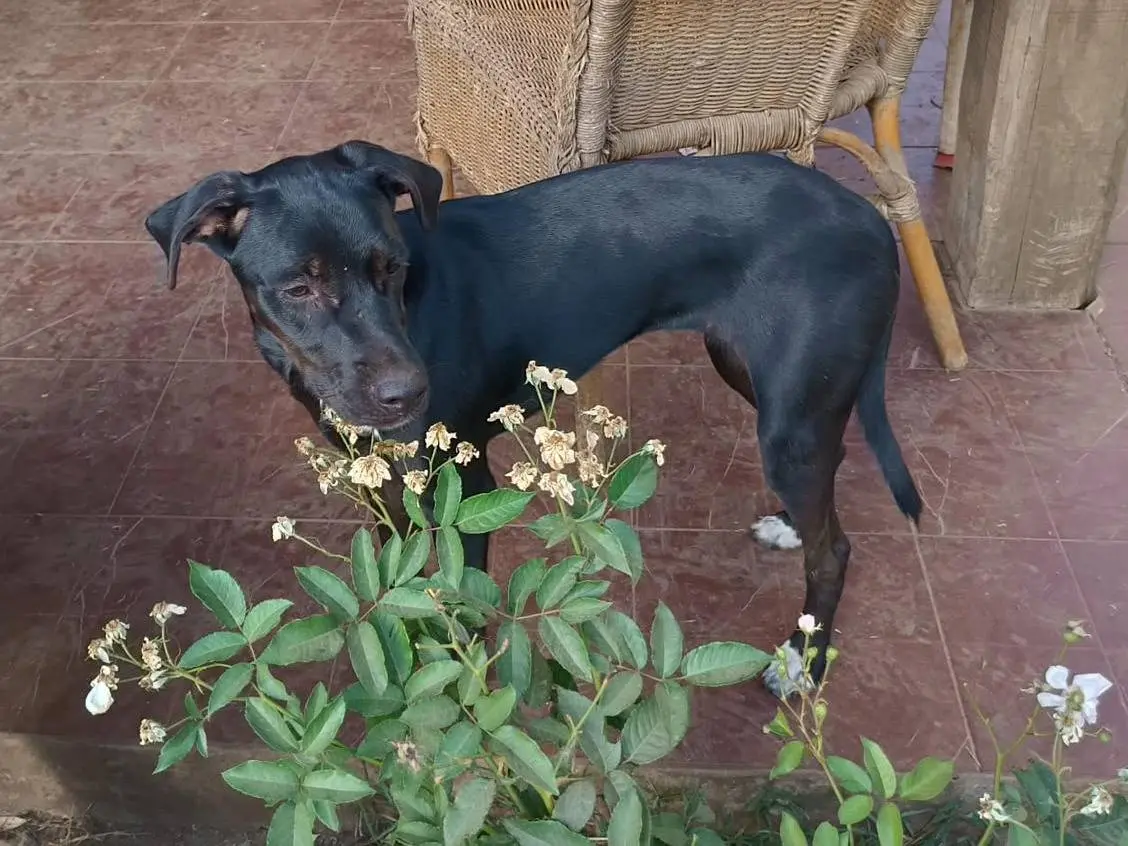 Adotta un cane, femmina, 9 mesi, Vibo