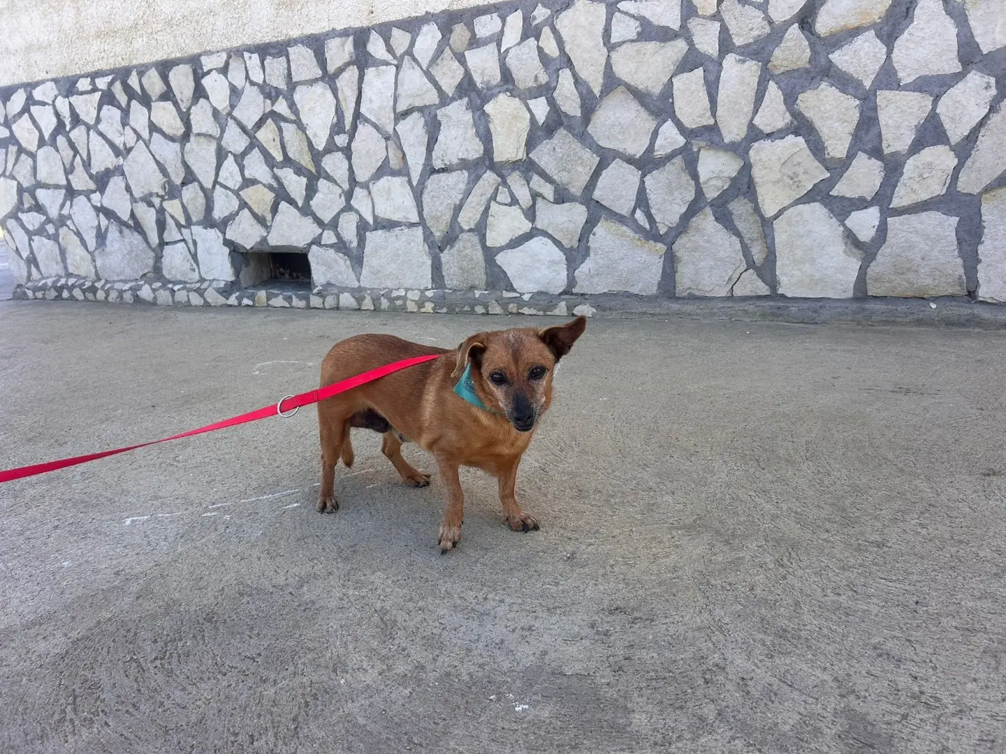 Vuoi adottare un cane a Siracusa?