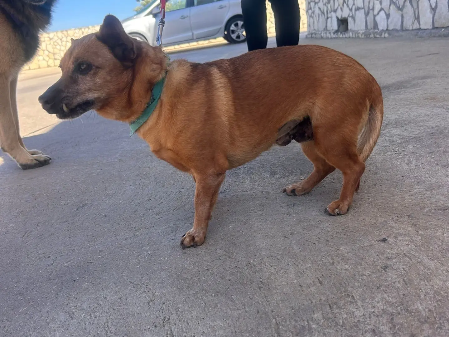 Adotta il cane mela  a Siracusa