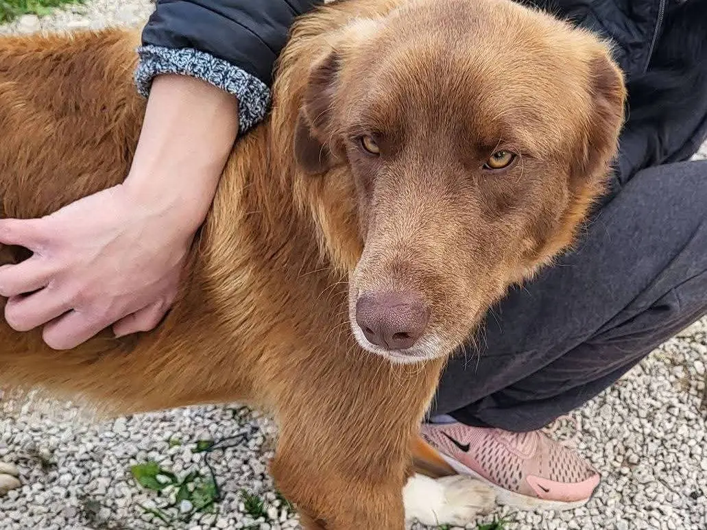 Adozione cane, maschio, Razza sconosciuta Razza sconosciuta, 1 anno e 9 mesi, taglia media, Ragusa