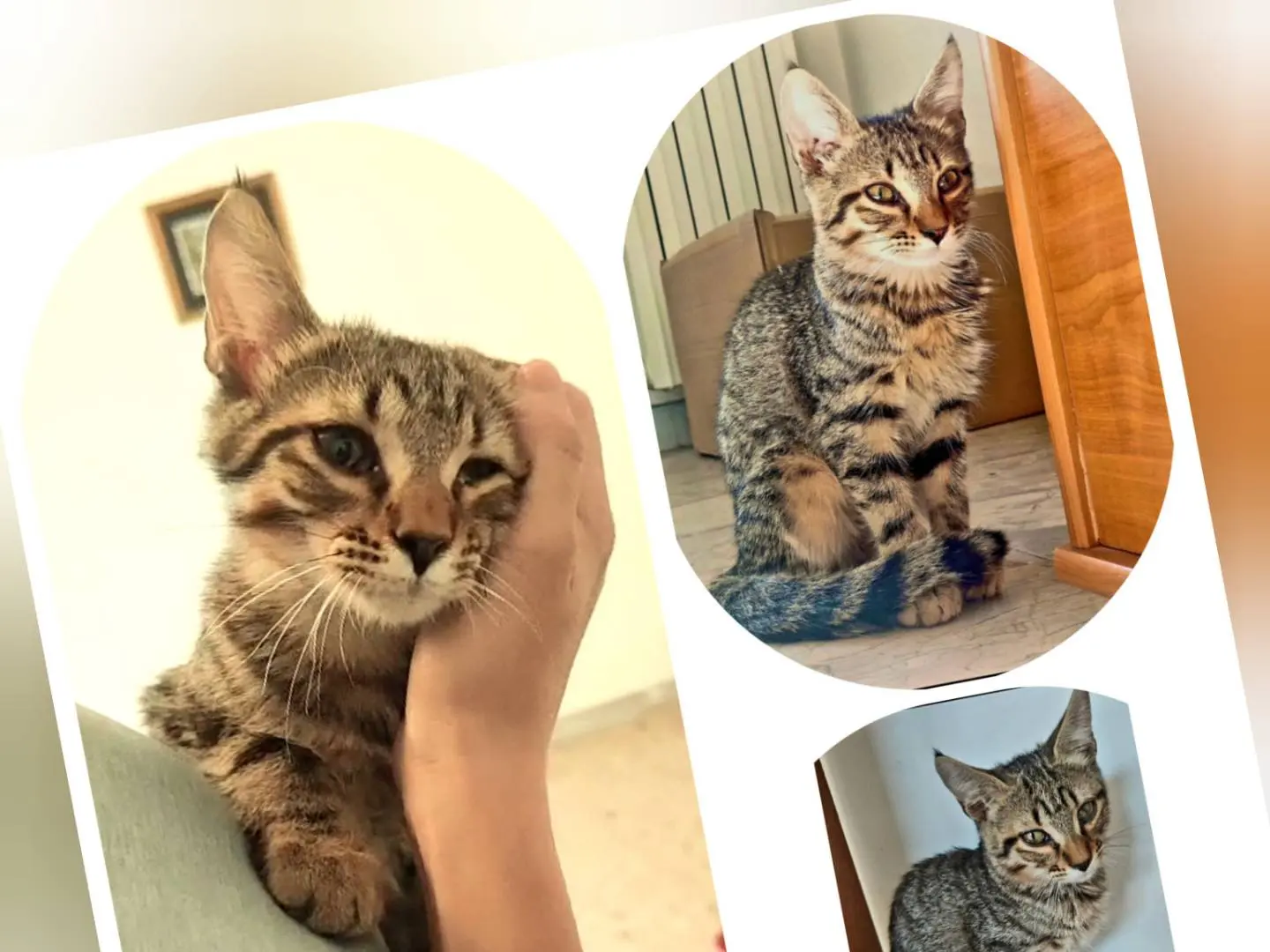 Adotta un gatto, maschio, 1 anno e 6 mesi, Cosenza
