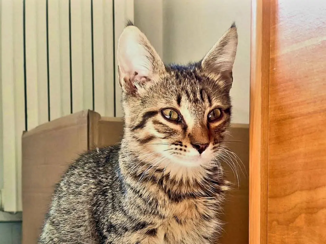 Adozione gatto, maschio, Razza sconosciuta Razza sconosciuta, 1 anno e 6 mesi, taglia non valida, Cosenza