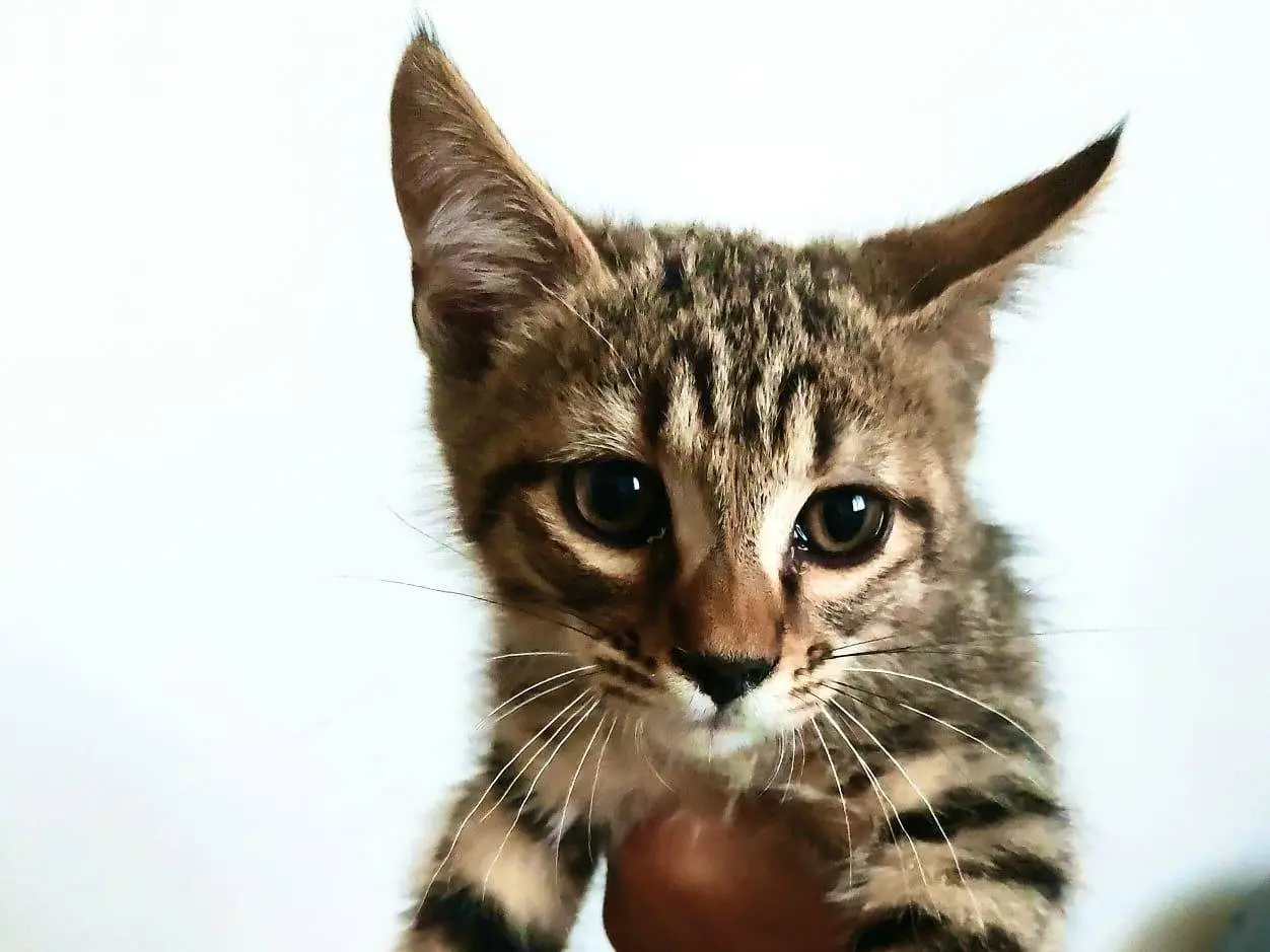 Adotta un gatto, taglia non valida, maschio, Cosenza