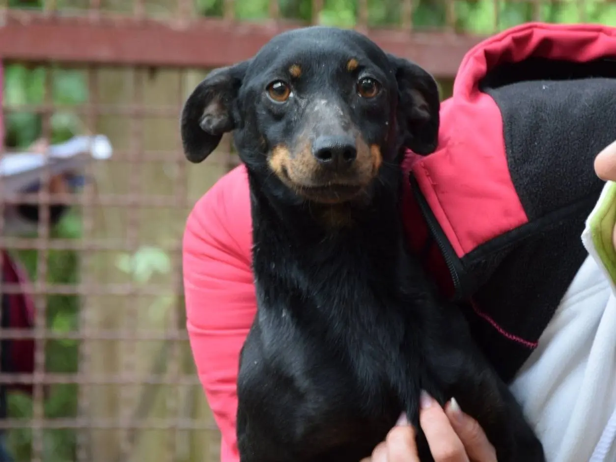 Adozione cane, femmina, Razza sconosciuta Razza sconosciuta, 7 anni e 1 mese, taglia piccola, Chieti