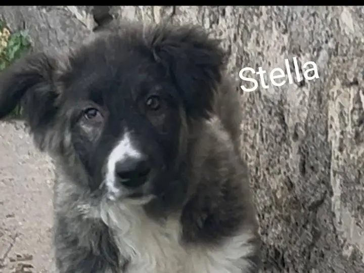 Adozione cane, femmina, Razza sconosciuta Razza sconosciuta, 9 mesi, taglia grande, Siracusa