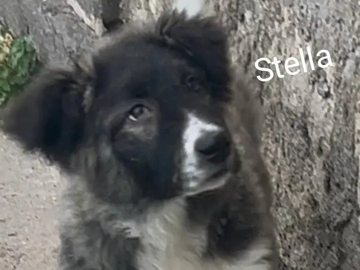 Adotta un cane, femmina, 9 mesi, Siracusa