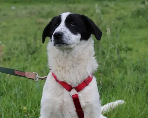 Adozione cane, maschio, meticcio, 3 anni e 10 mesi, taglia media, Bari