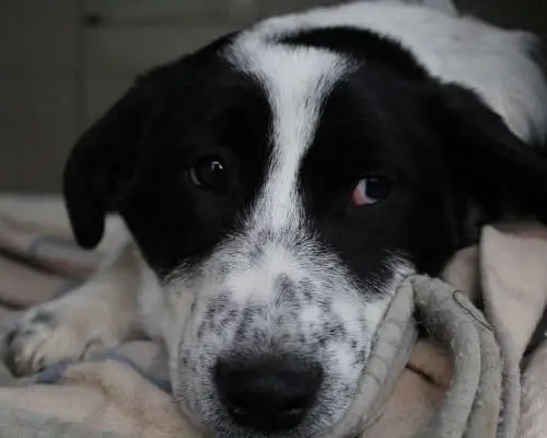 Adotta un cane, maschio, 3 anni e 10 mesi, Bari
