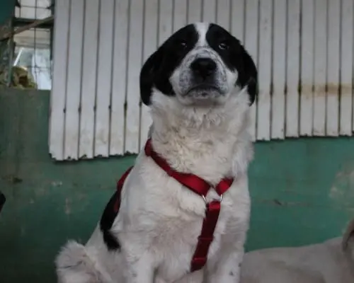 Vuoi adottare un cane a Bari?