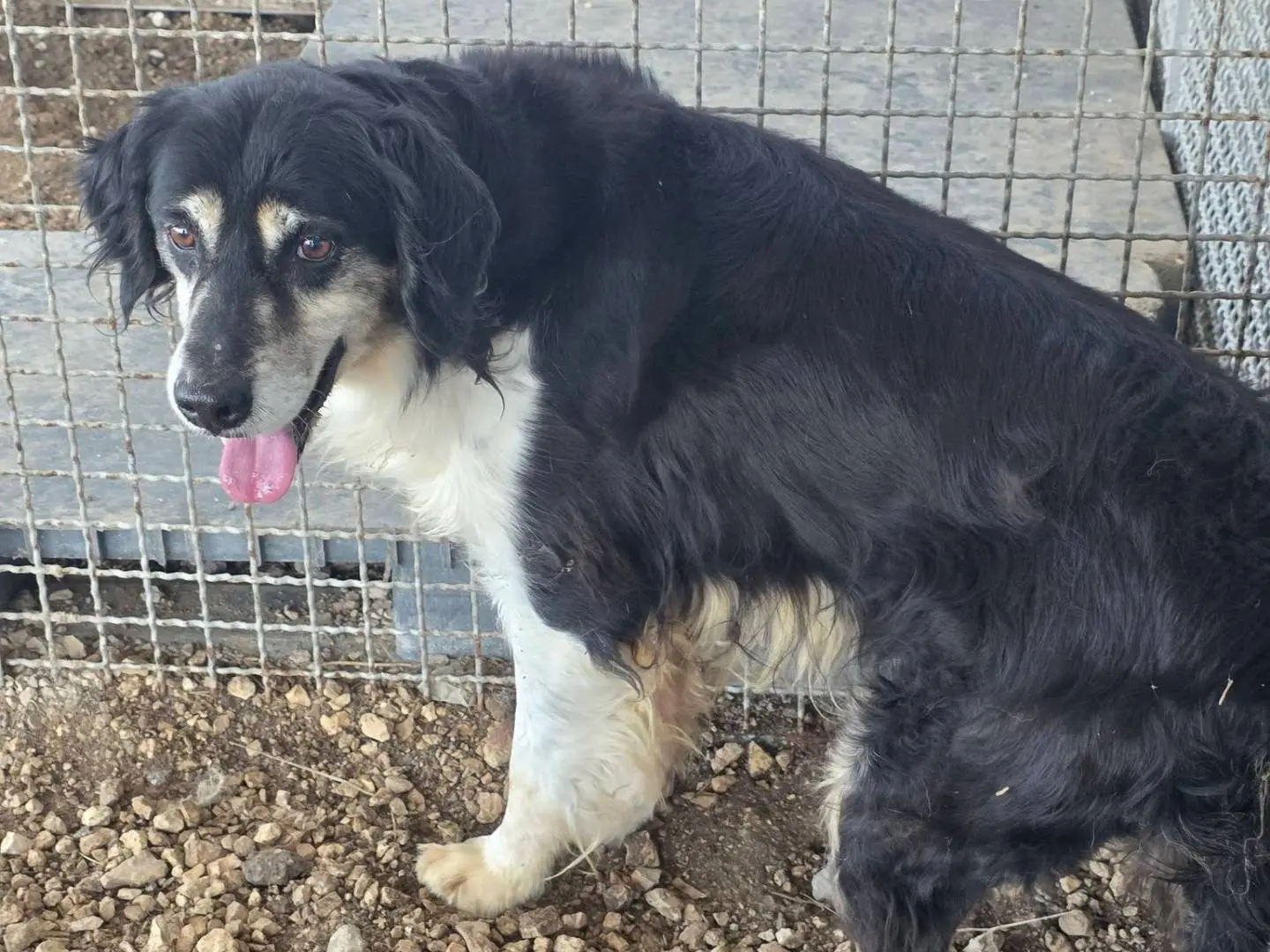 Vuoi adottare un cane a Caserta?