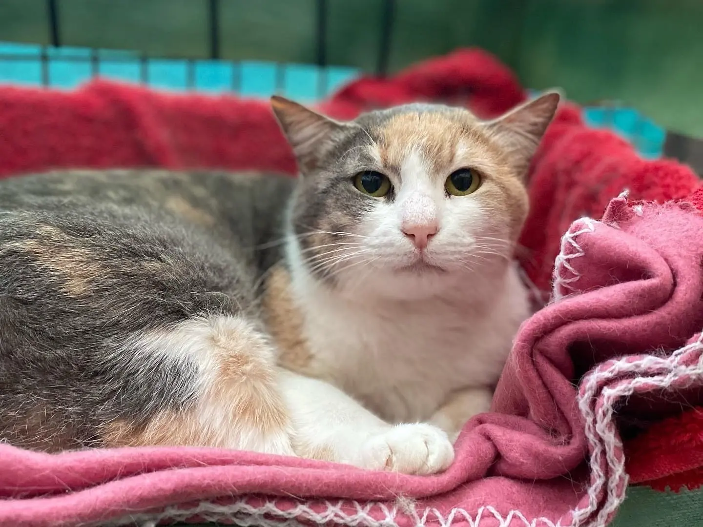 Adozione gatto, femmina, meticcio, 13 anni e 4 mesi, taglia non valida, Roma