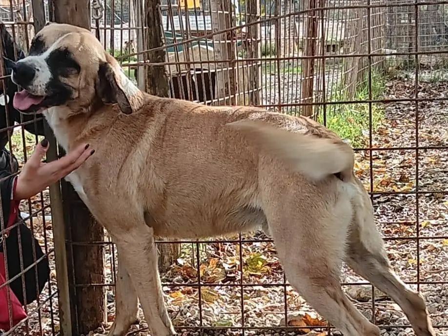 Adozione cane, maschio, Razza sconosciuta Razza sconosciuta, 6 anni e 8 mesi, taglia grande, Napoli