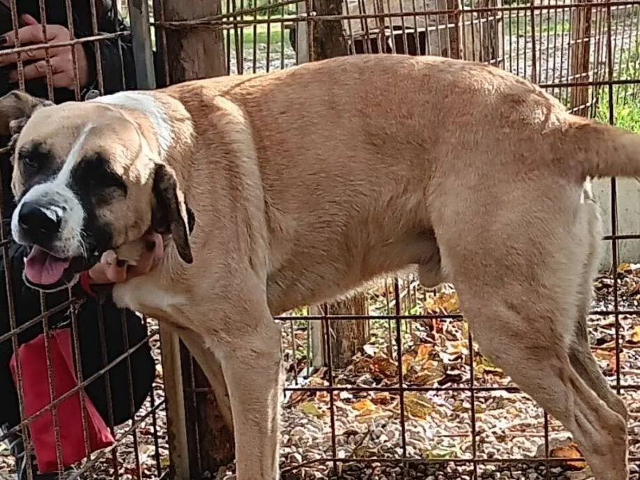 Adotta un cane, maschio, 6 anni e 8 mesi, Napoli