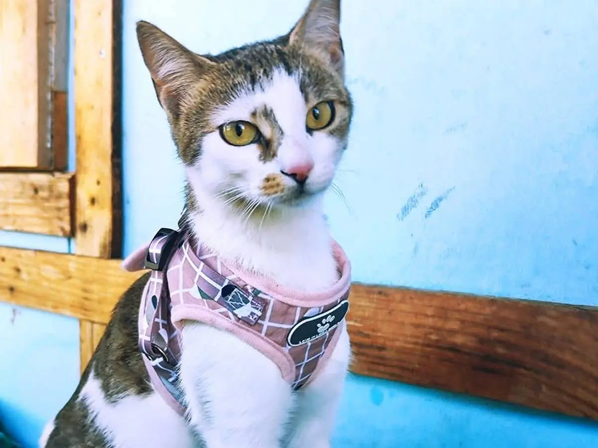 Adozione gatto, femmina, Razza sconosciuta Razza sconosciuta, 1 anno e 6 mesi, taglia non valida, Bari