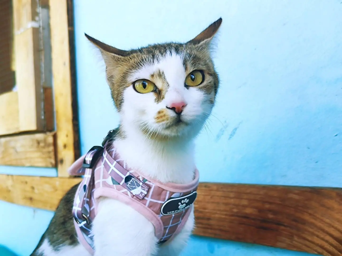 Adotta un gatto, femmina, 1 anno e 6 mesi, Bari