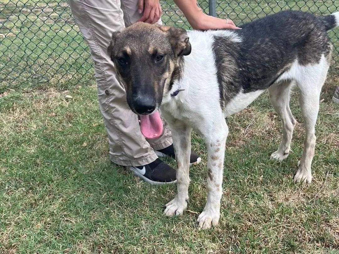 Vuoi adottare un cane a Napoli?
