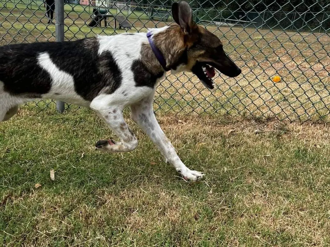 Adotta un cane, maschio, 3 anni e 8 mesi, Napoli