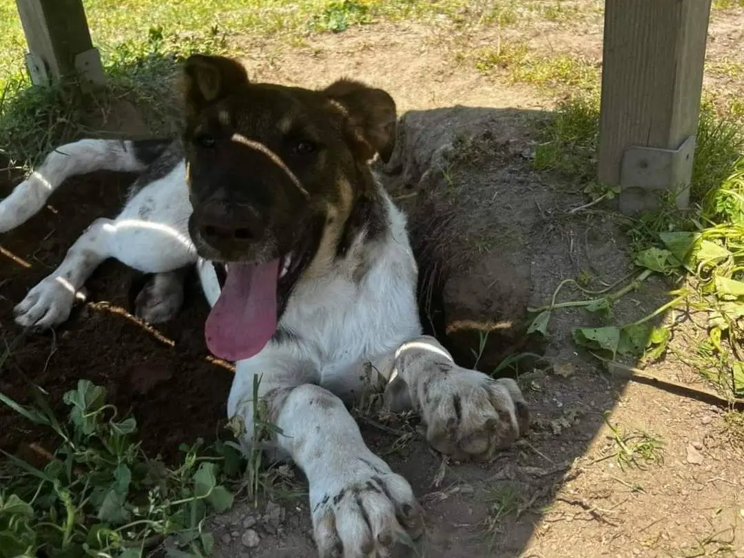 Adozione cane, maschio, meticcio, 3 anni e 8 mesi, taglia media, Napoli