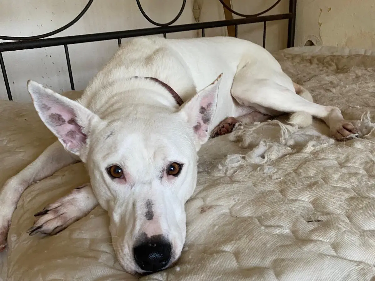 Adotta un cane, femmina, 10 anni e 7 mesi, Siracusa
