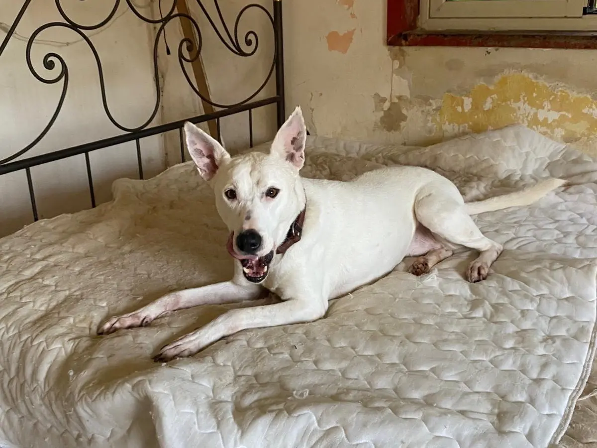 Adotta un cane, taglia media, femmina, Siracusa