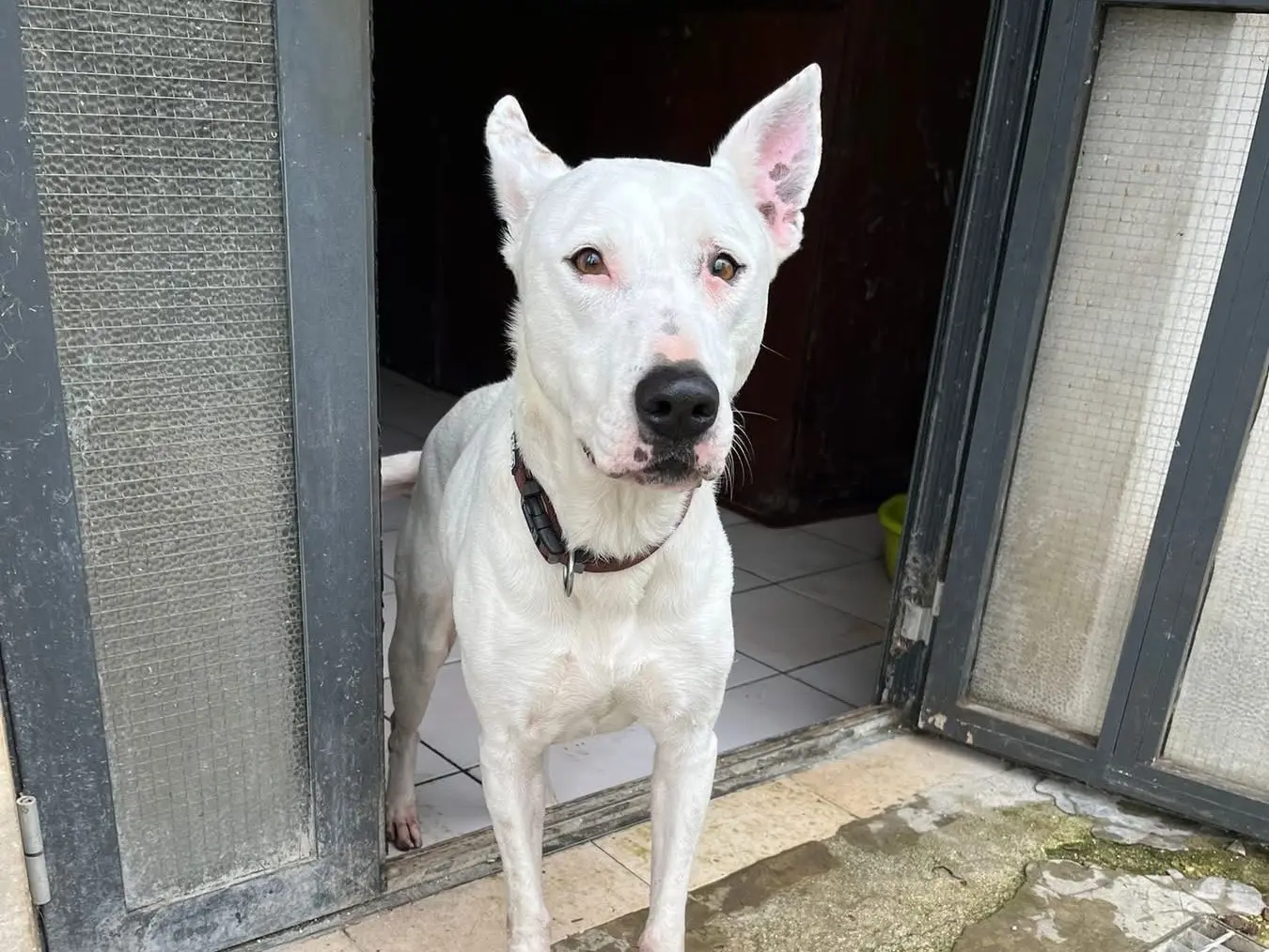 Adozione cane, femmina, Razza sconosciuta Razza sconosciuta, 10 anni e 7 mesi, taglia media, Siracusa