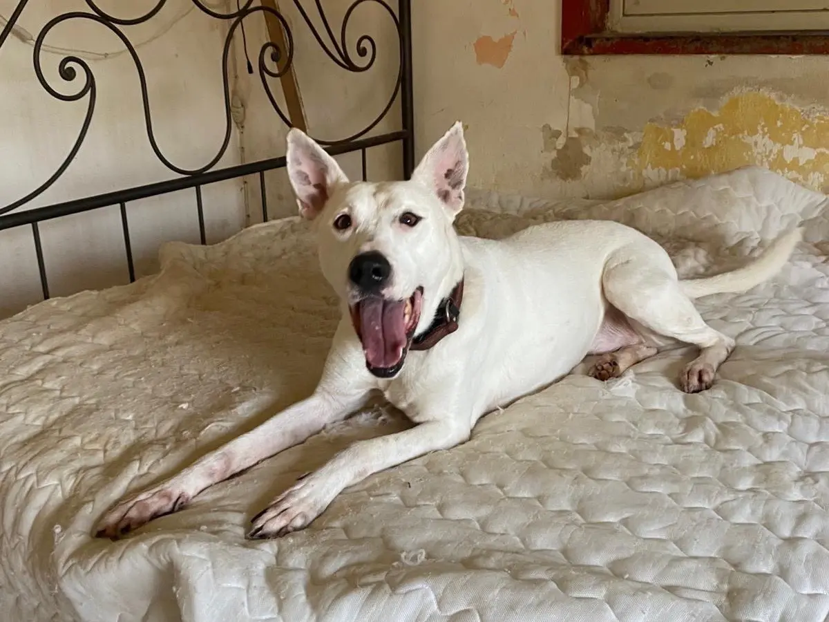Vuoi adottare un cane a Siracusa?