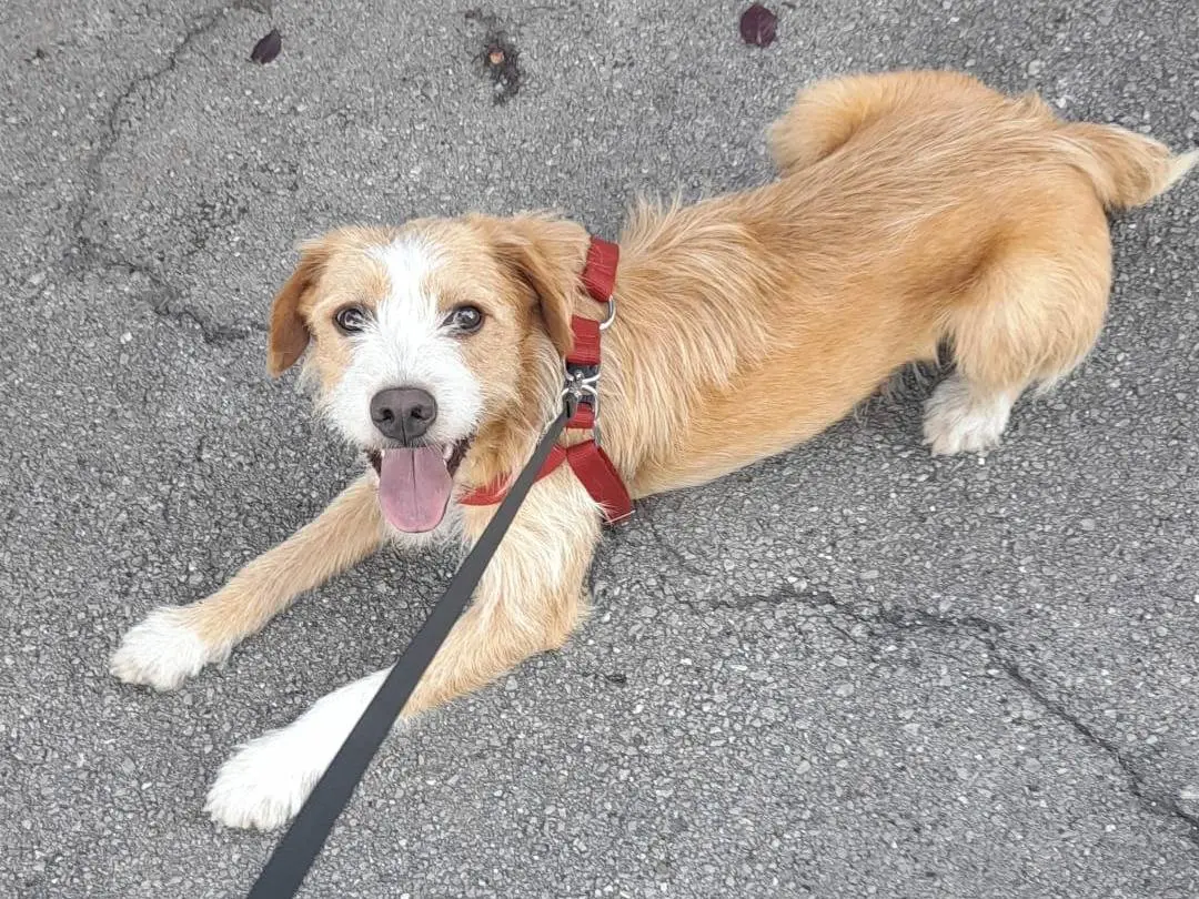 Adozione cane, maschio, Spinone Razza sconosciuta, 2 anni e 9 mesi, taglia media contenuta, Potenza