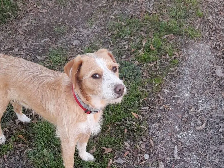 Adotta un cane, maschio, 2 anni e 9 mesi, Potenza