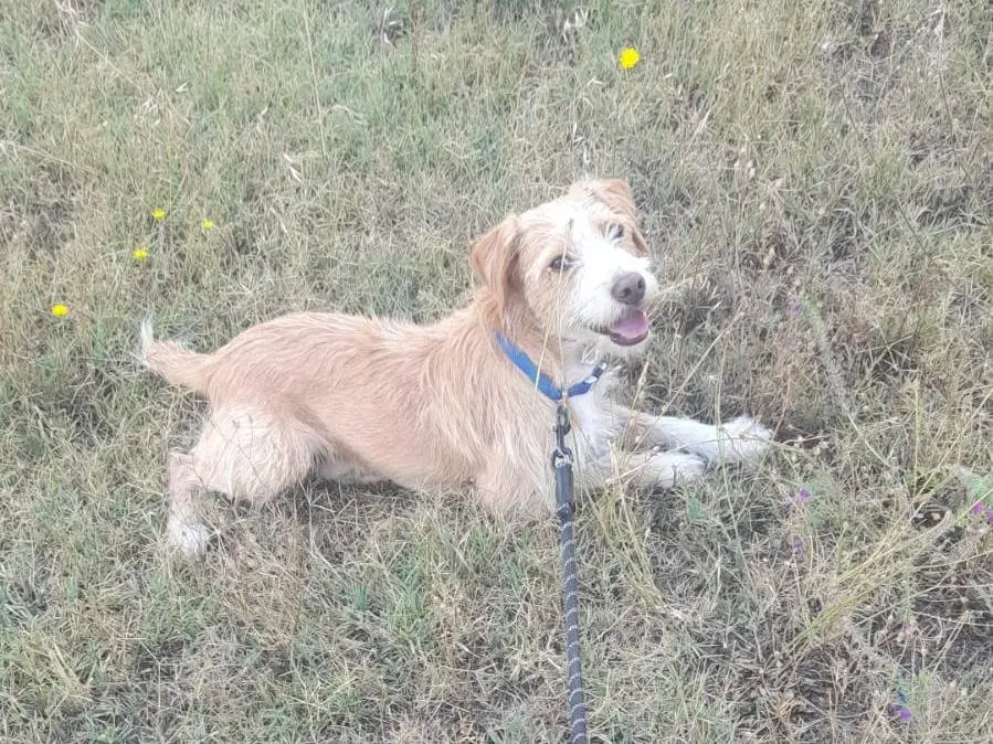 Adotta un cane, taglia media contenuta, maschio, Potenza