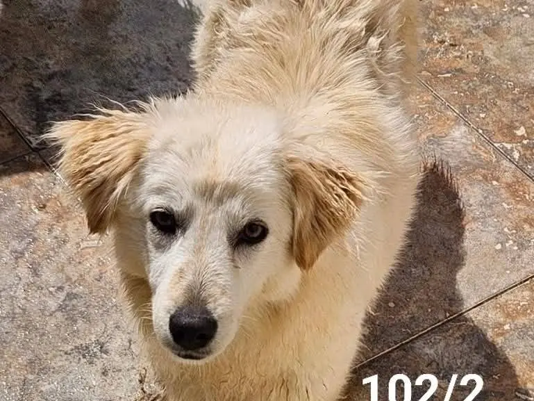 Adozione cane, femmina, Razza sconosciuta Razza sconosciuta, 3 anni e 4 mesi, taglia media, Crotone