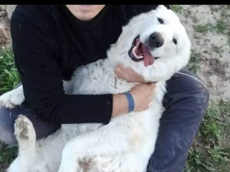 Adozione cane, femmina, Pastore maremmano Razza sconosciuta, 5 anni e 8 mesi, taglia grande, Siracusa