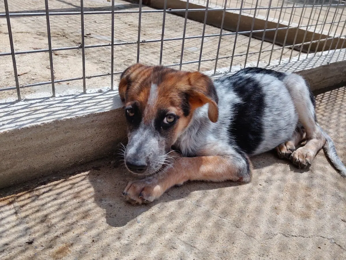 Adotta un cane, maschio, 1 anno e 5 mesi, Vibo