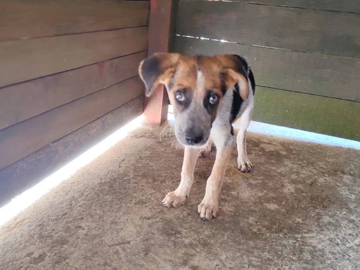Adotta un cane, taglia media, maschio, Vibo