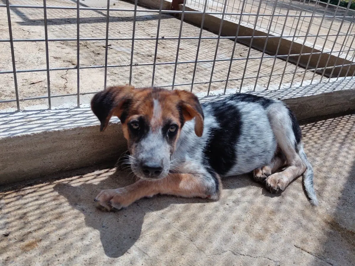 Adozione cane, maschio, Razza sconosciuta Razza sconosciuta, 1 anno e 5 mesi, taglia media, Vibo