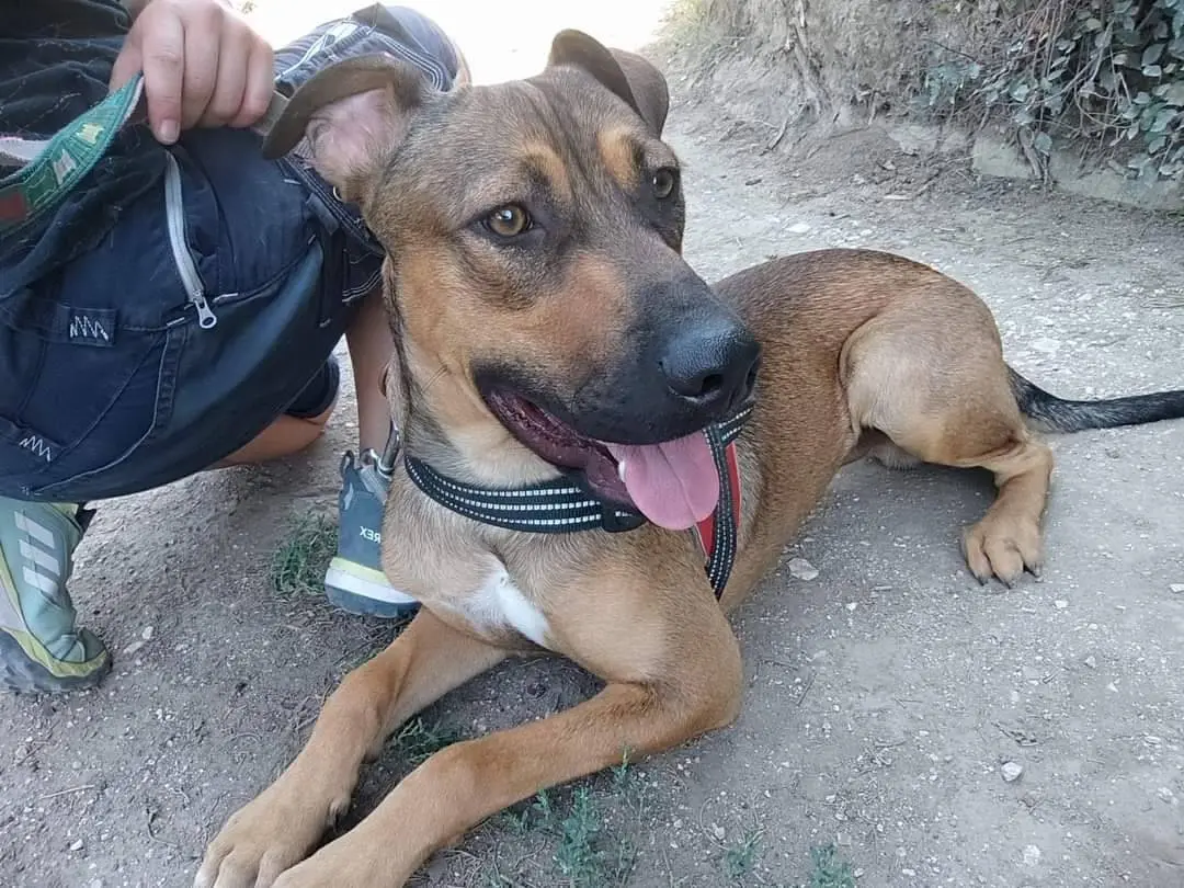 Vuoi adottare un cane a Napoli?