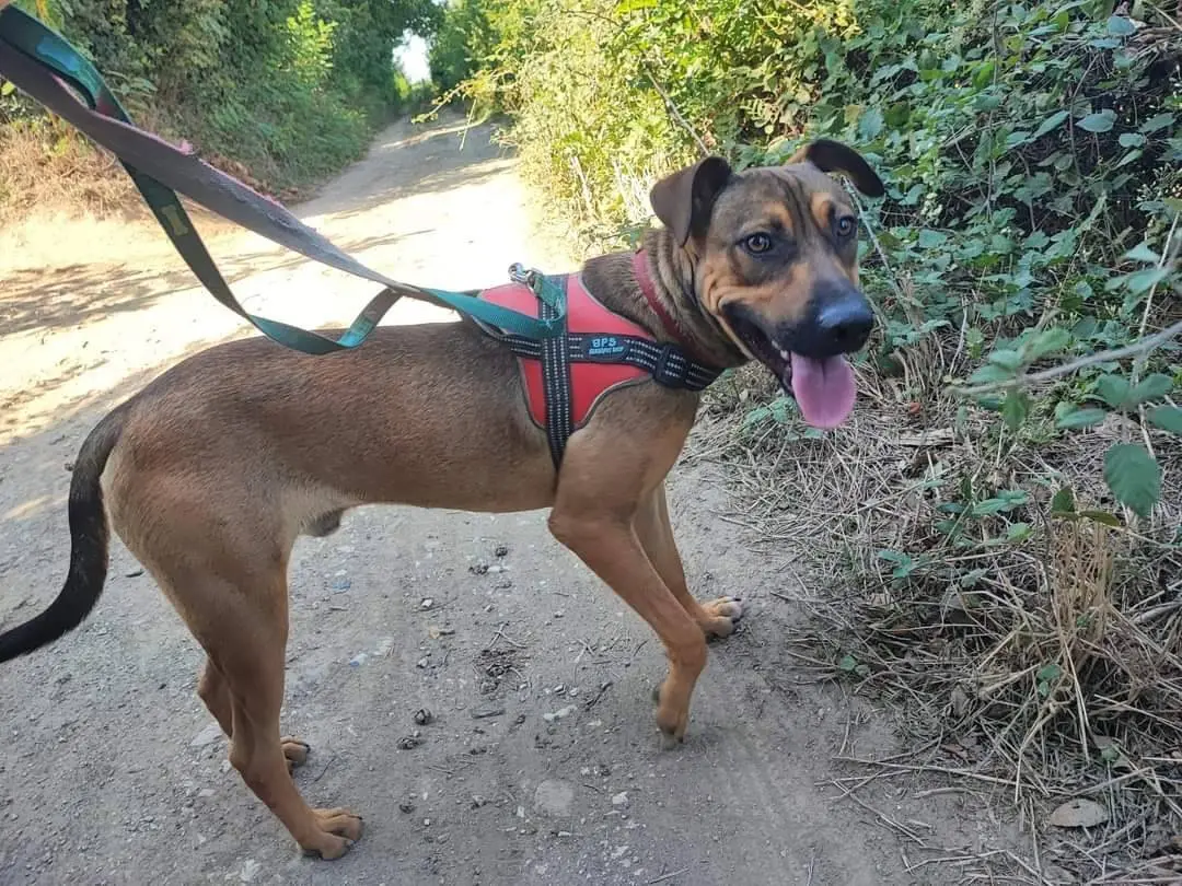 Adotta un cane, maschio, 3 anni e 6 mesi, Napoli