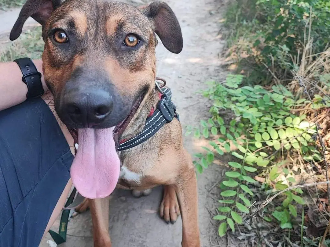 Adozione cane, maschio, meticcio, 3 anni e 6 mesi, taglia media, Napoli