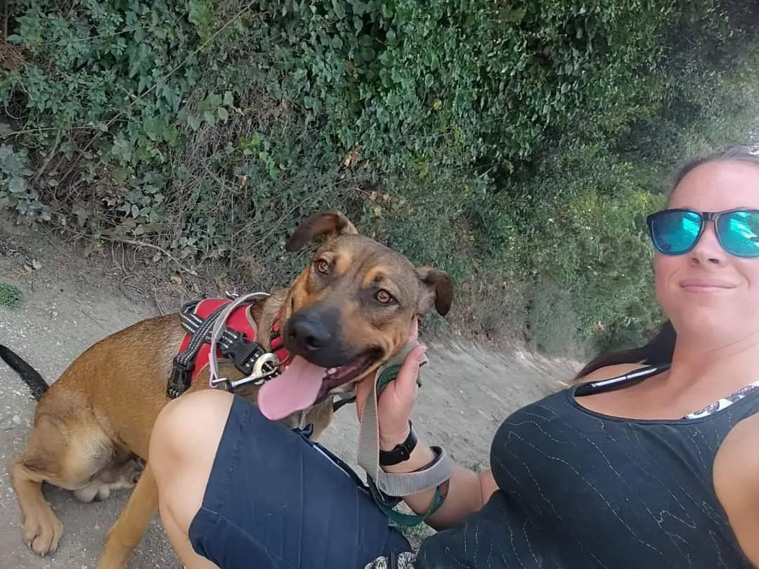 Adotta un cane, taglia media, maschio, Napoli
