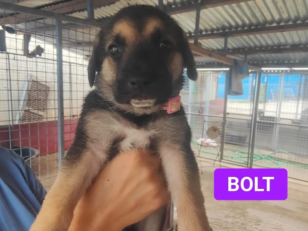 Adozione cane, maschio, Razza sconosciuta Razza sconosciuta, 3 mesi, taglia grande, Crotone