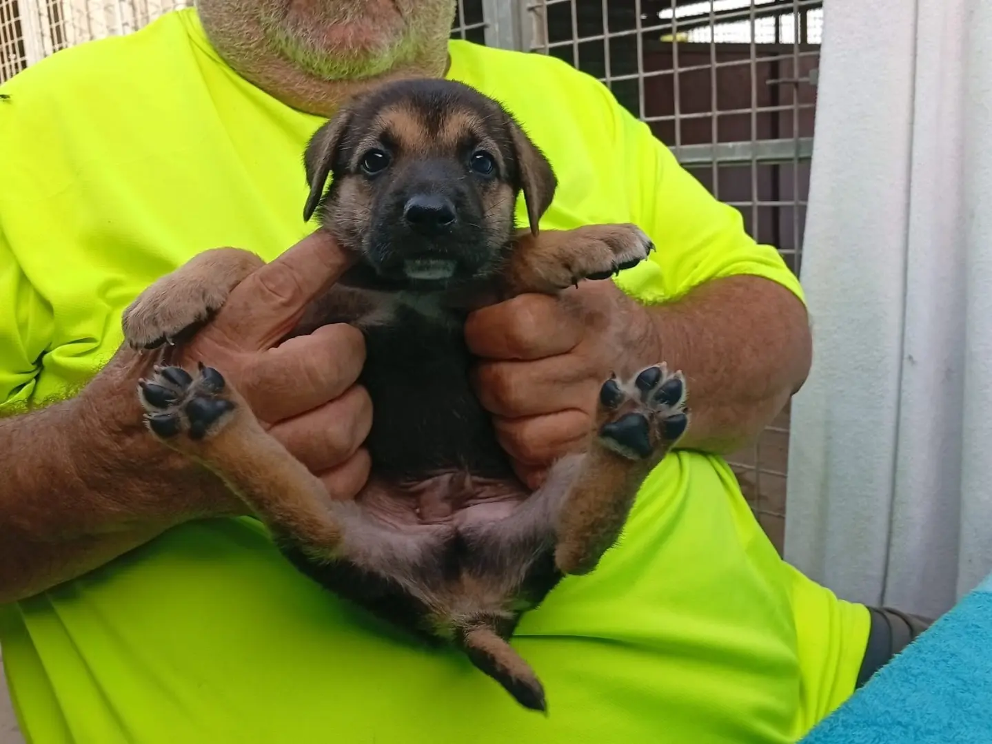 Adotta un cane, taglia grande, maschio, Crotone
