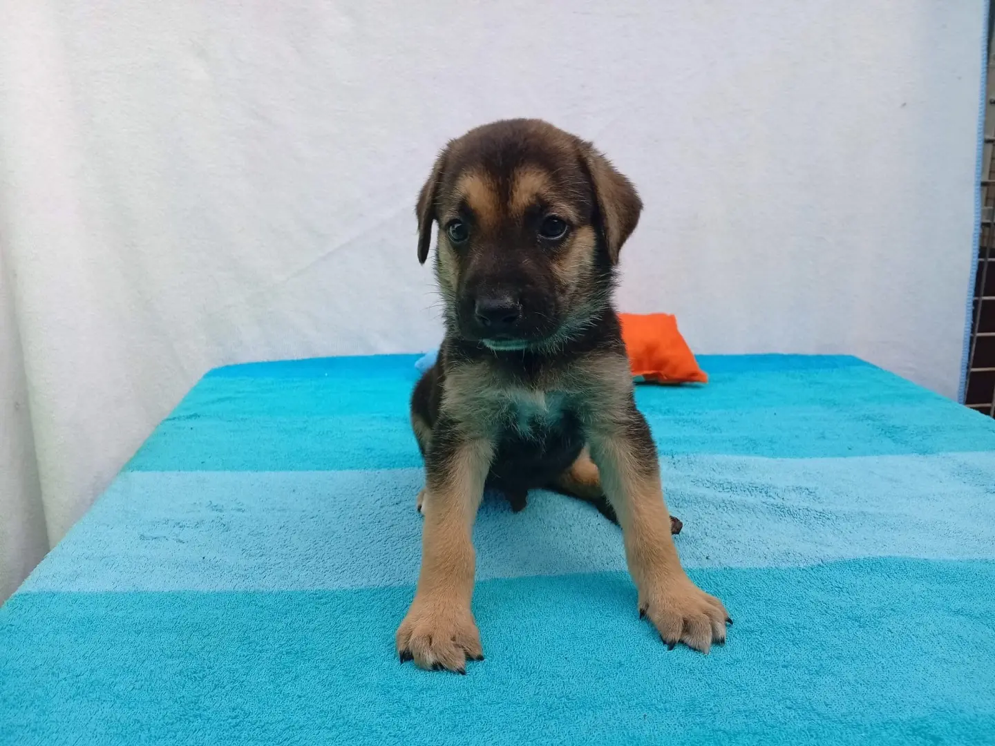 Adotta un cane, maschio, 3 mesi, Crotone