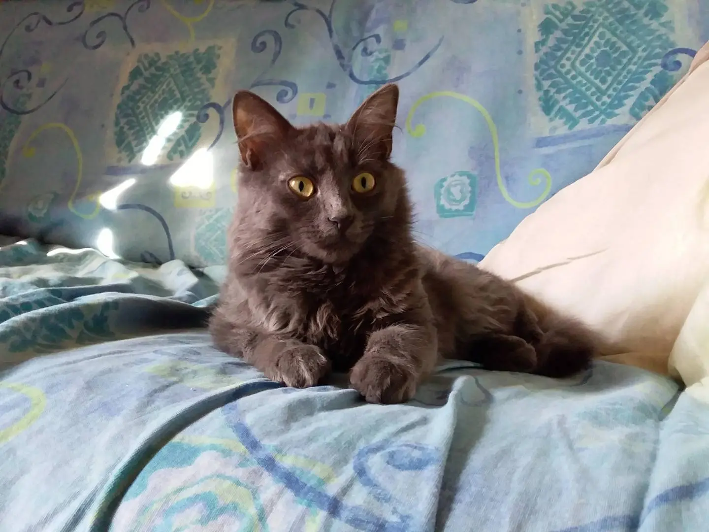 Adozione gatto, femmina, Razza sconosciuta Razza sconosciuta, 4 anni e 5 mesi, taglia non valida, Verbano