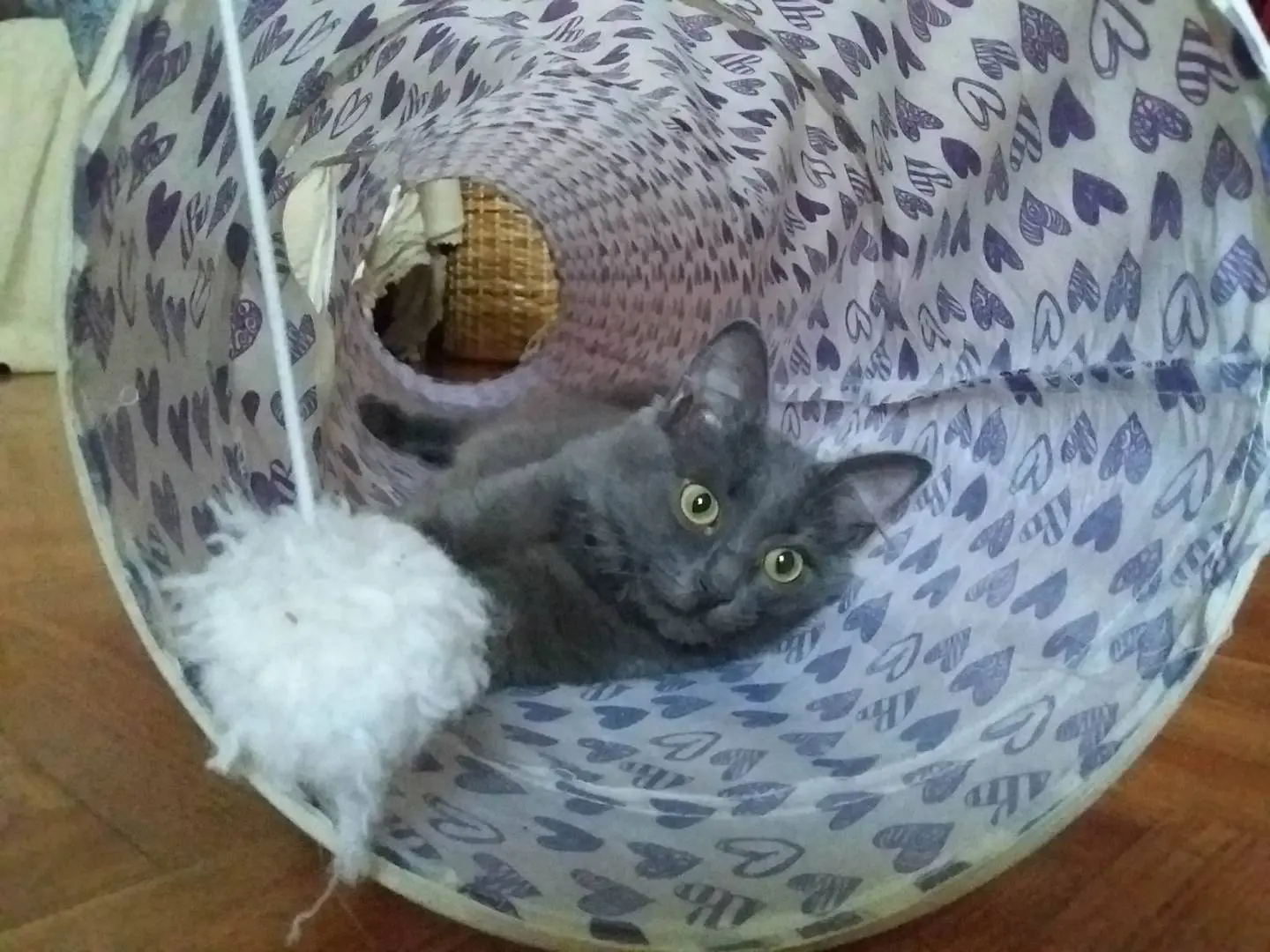 Adotta un gatto, femmina, 4 anni e 5 mesi, Verbano