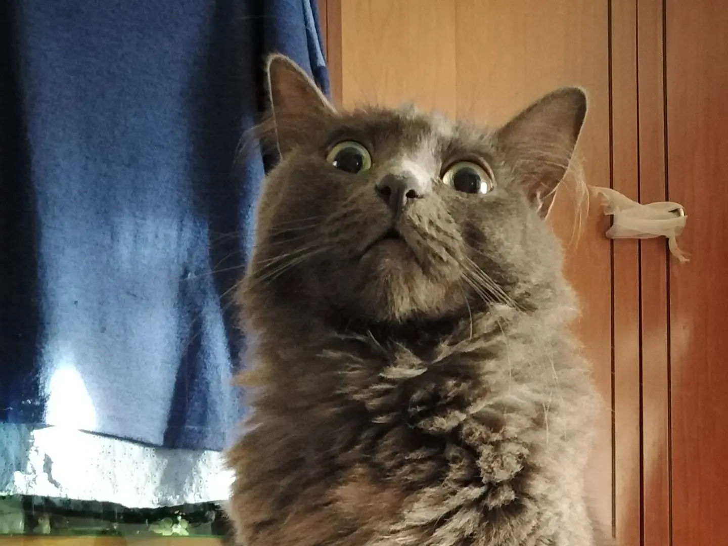 Adotta un gatto, taglia non valida, femmina, Verbano