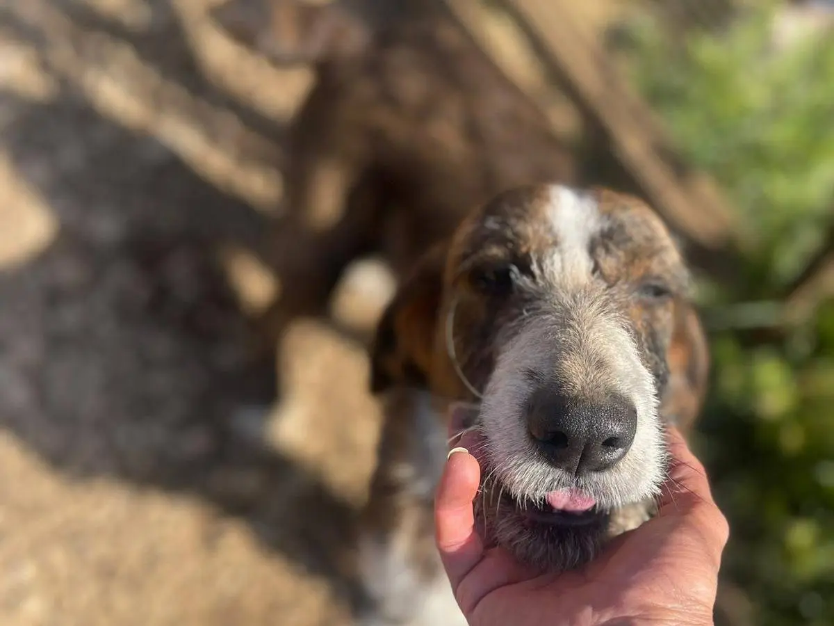 Adozione cane, femmina, Razza sconosciuta Razza sconosciuta, 3 anni e 6 mesi, taglia media contenuta, Frosinone