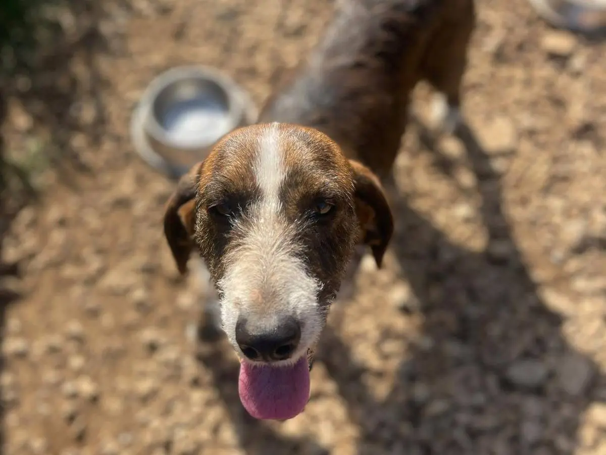 Adotta un cane, femmina, 3 anni e 6 mesi, Frosinone