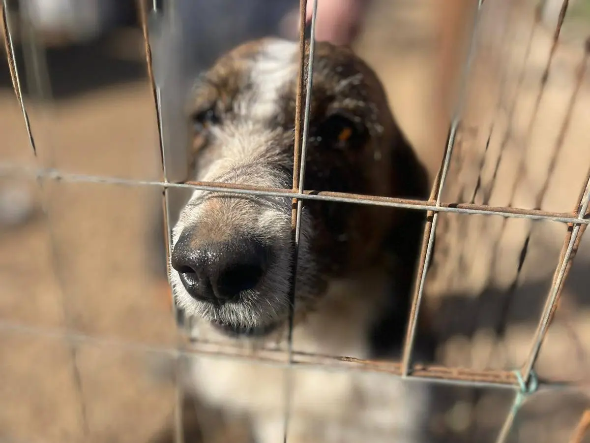 Adotta il cane Annie a Frosinone